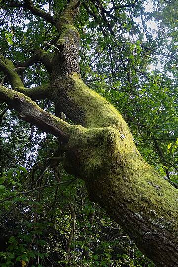 Naturpark Dobratsch Baumriese